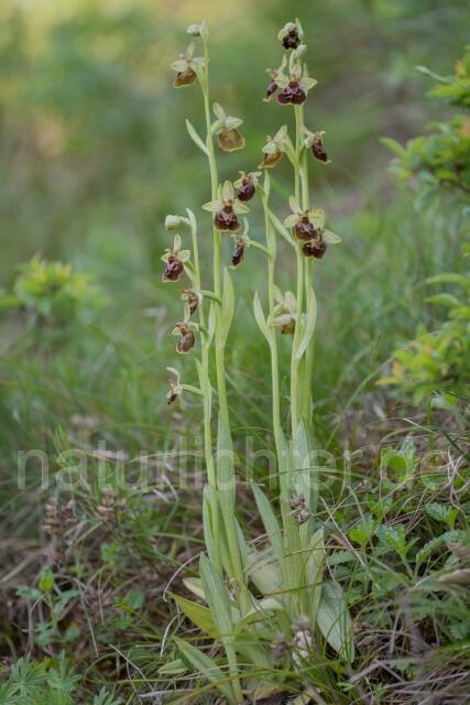 W16136 Hummel-Ragwurz,Ophrys holoserica - Peter Wächtershäuser