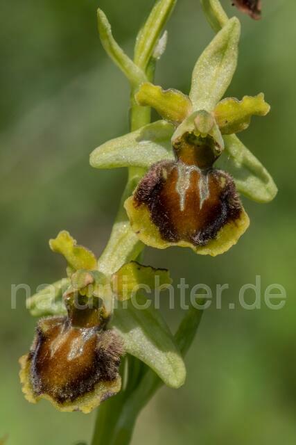 W16138 Kleine Spinnen-Ragwurz,Ophrys araneola - Peter Wächtershäuser
