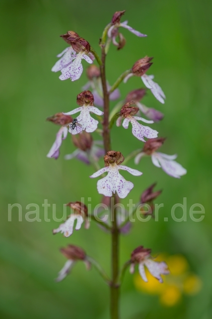 W16143 Purpur-Knabenkraut,Orchis purpurea - Peter Wächtershäuser