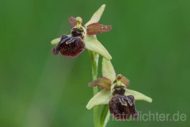 W16151 Spinnen-Ragwurz,Ophrys sphegodes - Peter Wächtershäuser