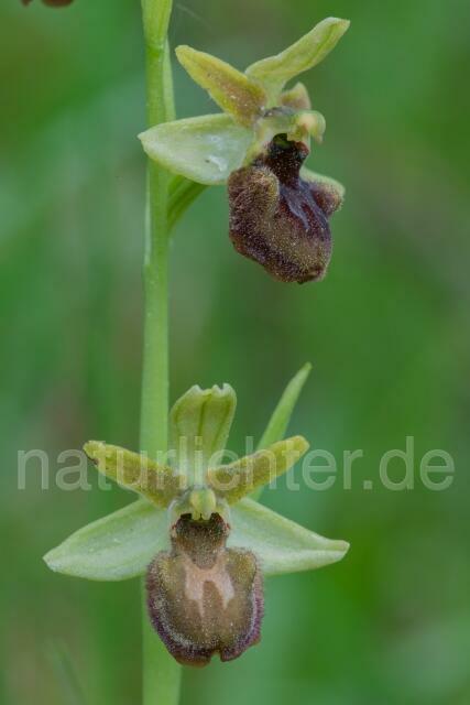 W16154 Spinnen-Ragwurz,Ophrys sphegodes - Peter Wächtershäuser