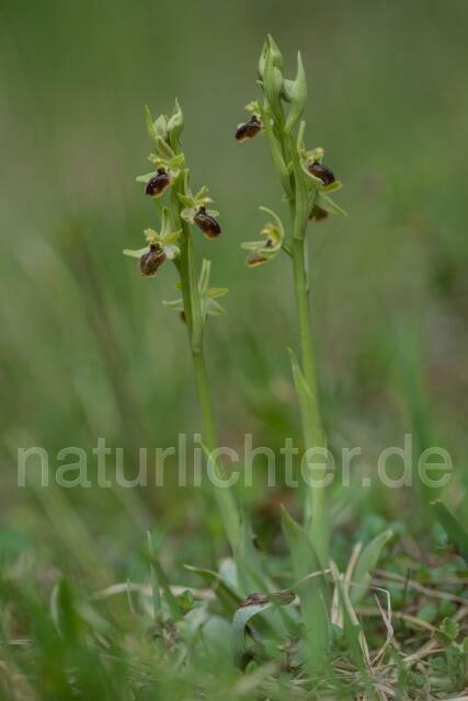 W16366 Kleine Spinnen-Ragwurz,Ophrys araneola - Peter Wächtershäuser