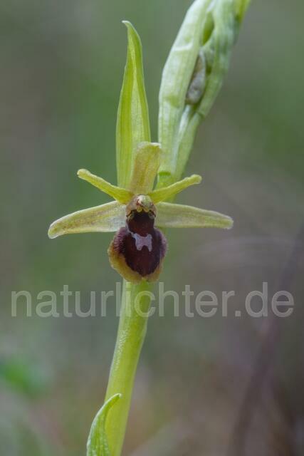 W16368 Kleine Spinnen-Ragwurz,Ophrys araneola - Peter Wächtershäuser