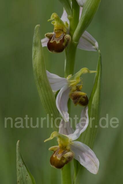 W17962 Bienen-Ragwurz,Ophrys apifera - Peter Wächtershäuser