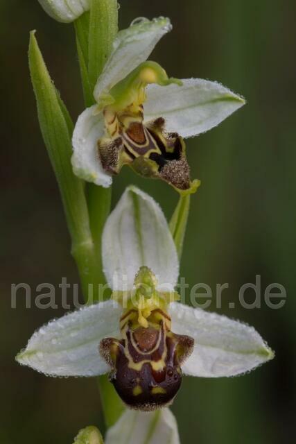W17963 Bienen-Ragwurz,Ophrys apifera - Peter Wächtershäuser