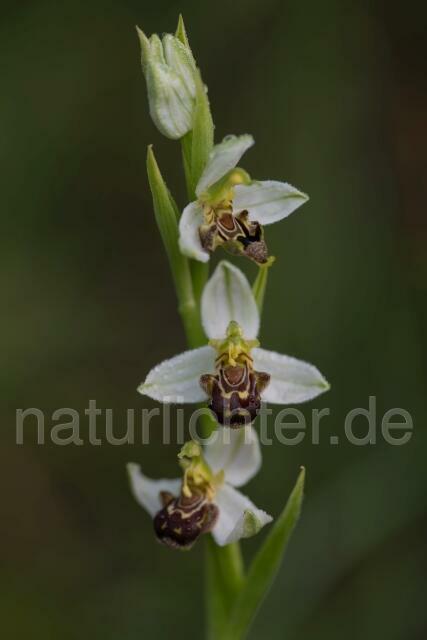 W17964 Bienen-Ragwurz,Ophrys apifera - Peter Wächtershäuser