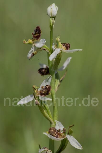 W17965 Bienen-Ragwurz,Ophrys apifera - Peter Wächtershäuser