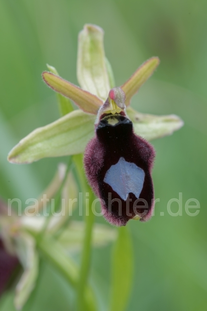 W17966 Bertolonis Ragwurz,Ophrys bertolonii x incubacea - Peter Wächtershäuser