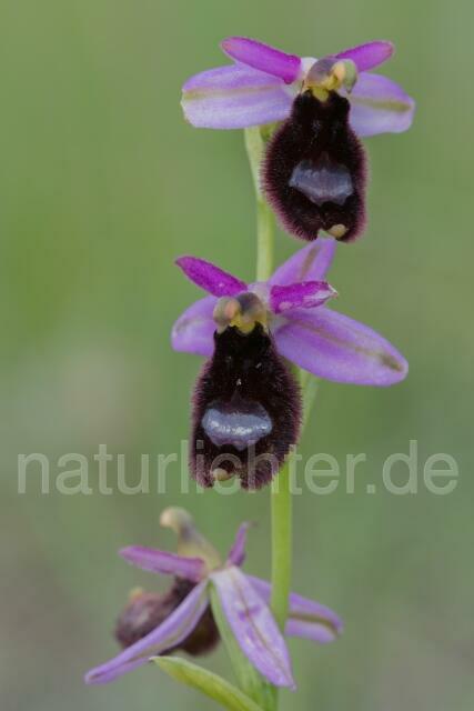 W17970 Bertolonis Ragwurz,Ophrys bertolonii - Peter Wächtershäuser