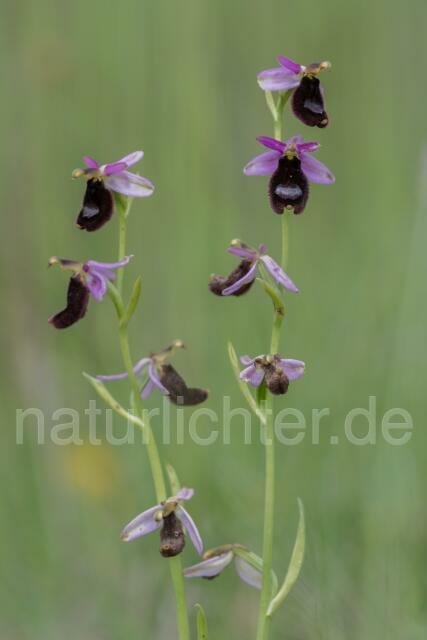W17971 Bertolonis Ragwurz,Ophrys bertolonii - Peter Wächtershäuser