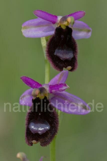 W17972 Bertolonis Ragwurz,Ophrys bertolonii - Peter Wächtershäuser