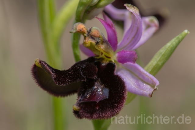 W17974 Bertolonis Ragwurz,Ophrys bertolonii - Peter Wächtershäuser