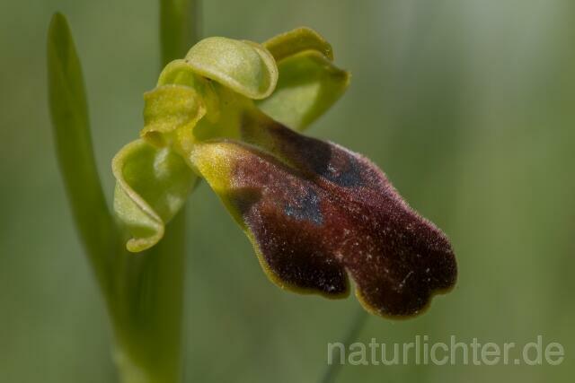 W17975 Ophrys funerea - Peter Wächtershäuser