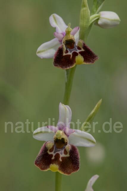 W17988 Ophrys appennina,Ophrys holosericea subsp. appennina - Peter Wächtershäuser