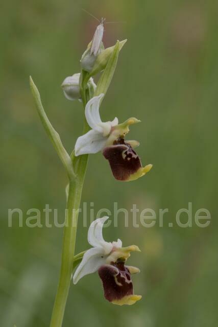 W17989 Dinarische Ragwurz,Ophrys dinarica - Peter Wächtershäuser