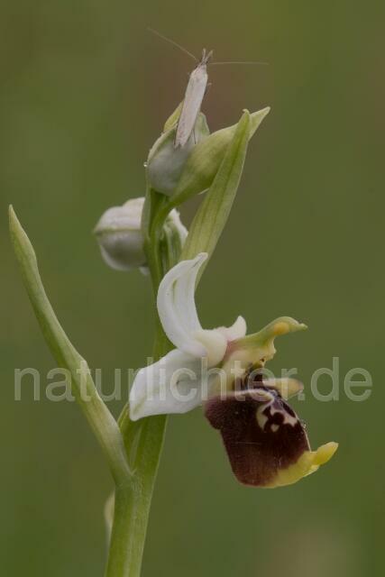 W17990 Dinarische Ragwurz,Ophrys dinarica - Peter Wächtershäuser