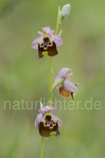 W17991 Ophrys appennina,Ophrys holosericea subsp. appennina - Peter Wächtershäuser