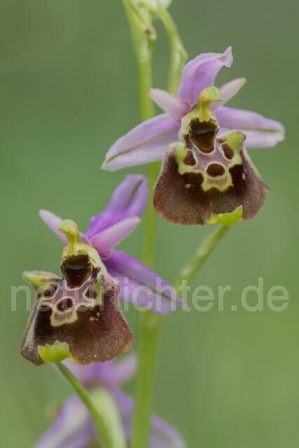 W17992 Ophrys appennina,Ophrys holosericea subsp. appennina - Peter Wächtershäuser