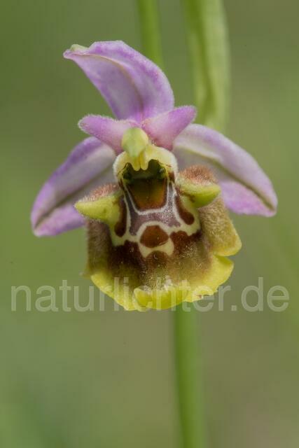 W17993 Ophrys appennina,Ophrys holosericea subsp. appennina - Peter Wächtershäuser
