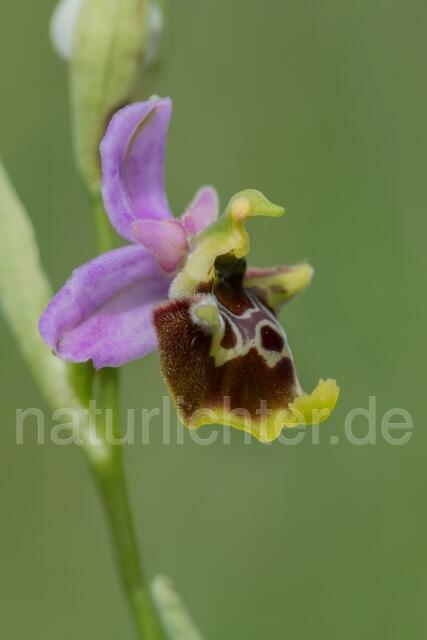 W17994 Ophrys appennina,Ophrys holosericea subsp. appennina - Peter Wächtershäuser