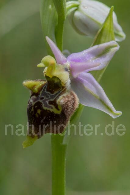 W17998 Ophrys appennina,Ophrys holosericea subsp. appennina - Peter Wächtershäuser