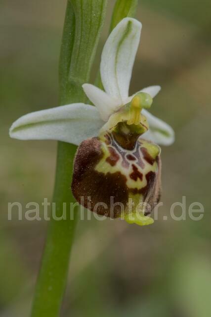 W17999 Ophrys appennina,Ophrys holosericea subsp. appennina - Peter Wächtershäuser