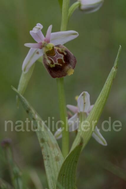 W18000 Ophrys appennina,Ophrys holosericea subsp. appennina - Peter Wächtershäuser