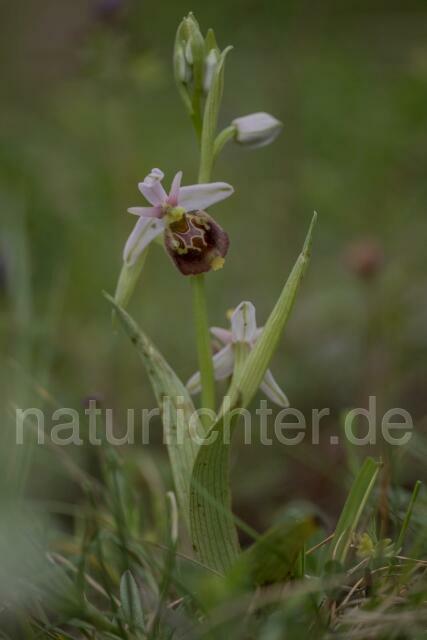 W18001 Ophrys appennina,Ophrys holosericea subsp. appennina - Peter Wächtershäuser