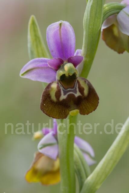 W18002 Ophrys appennina,Ophrys holosericea subsp. appennina - Peter Wächtershäuser