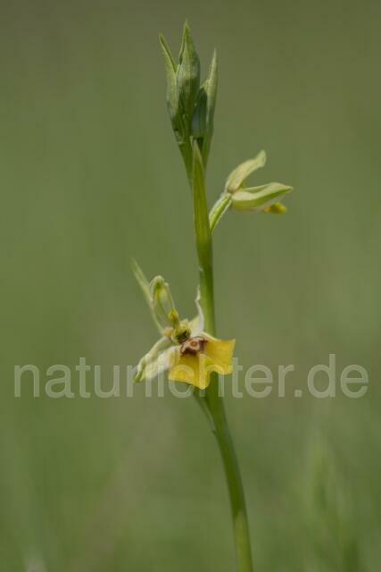 W18003 Lacaitas Ragwurz,Ophrys lacaitae - Peter Wächtershäuser