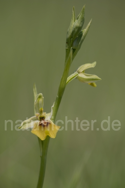 W18004 Lacaitas Ragwurz,Ophrys lacaitae - Peter Wächtershäuser
