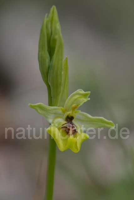 W18005 Lacaitas Ragwurz,Ophrys lacaitae - Peter Wächtershäuser