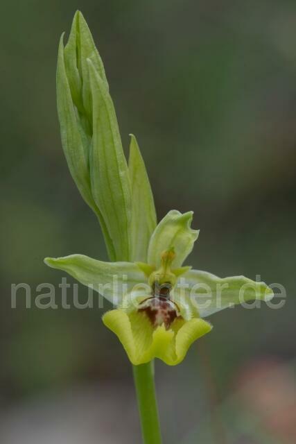 W18006 Lacaitas Ragwurz,Ophrys lacaitae - Peter Wächtershäuser