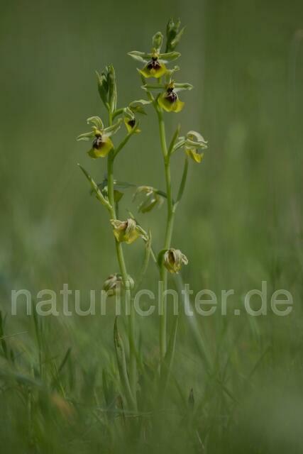 W18007 Lacaitas Ragwurz,Ophrys lacaitae - Peter Wächtershäuser