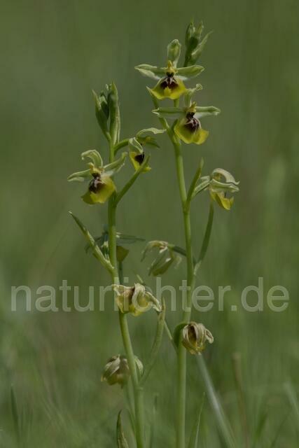 W18008 Lacaitas Ragwurz,Ophrys lacaitae - Peter Wächtershäuser
