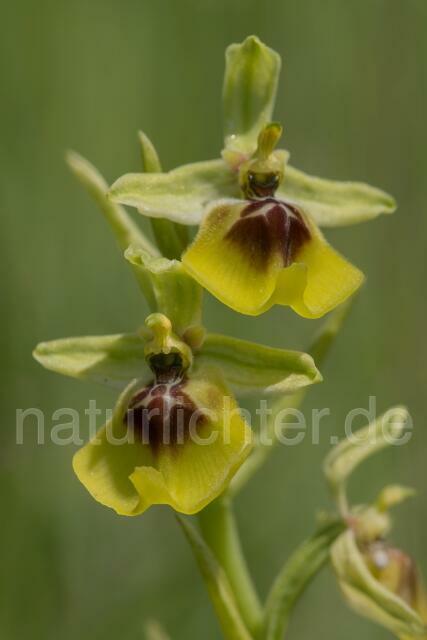 W18009 Lacaitas Ragwurz,Ophrys lacaitae - Peter Wächtershäuser