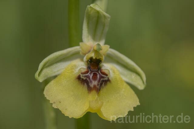 W18012 Lacaitas Ragwurz,Ophrys lacaitae - Peter Wächtershäuser