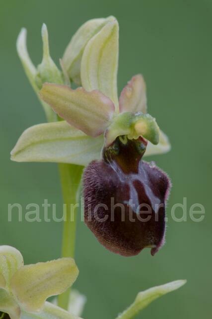 W18014 Brutische Ragwurz,Ophrys brutia