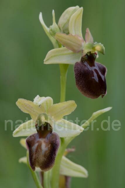 W18015 Brutische Ragwurz,Ophrys brutia