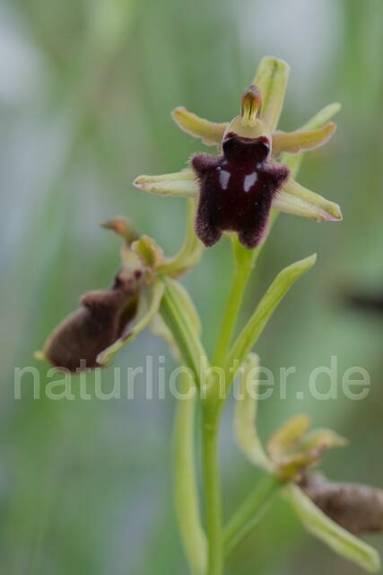 W18016 Vorgebirgs-Ragwurz,Ophrys promontorii - Peter Wächtershäuser