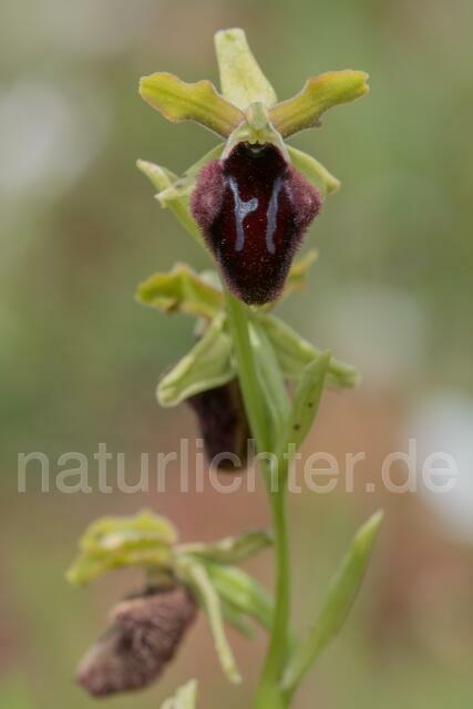 W18017 Vorgebirgs-Ragwurz,Ophrys promontorii - Peter Wächtershäuser
