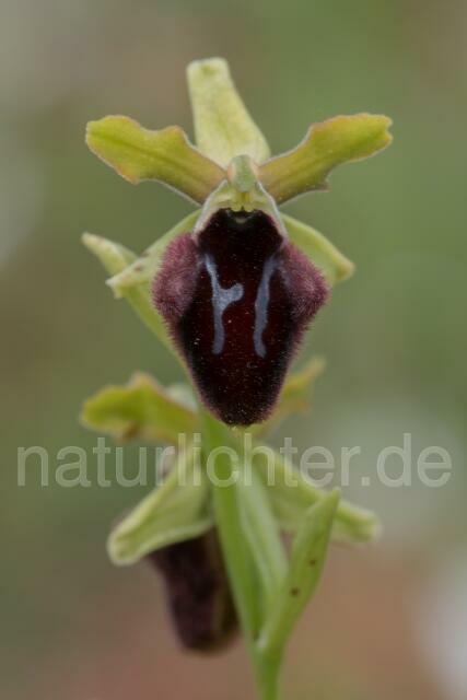 W18018 Vorgebirgs-Ragwurz,Ophrys promontorii - Peter Wächtershäuser