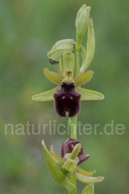 W18021 Vorgebirgs-Ragwurz,Ophrys promontorii - Peter Wächtershäuser