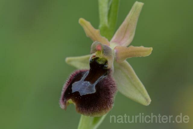 W18023 Ophrys incubacea x romolinii - Peter Wächtershäuser