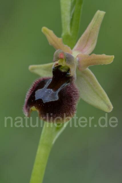 W18024 Ophrys incubacea x romolinii - Peter Wächtershäuser