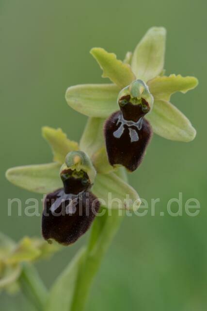 W18025 Brutische Ragwurz,Ophrys brutia
