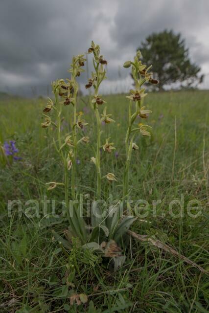 W18026 Ophrys ausonia - Peter Wächtershäuser