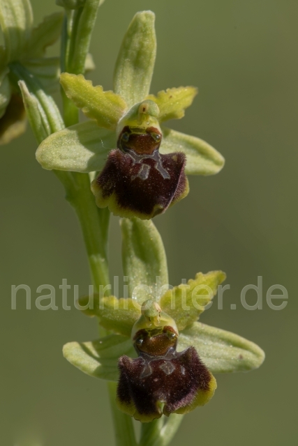 W18027 Ophrys ausonia - Peter Wächtershäuser