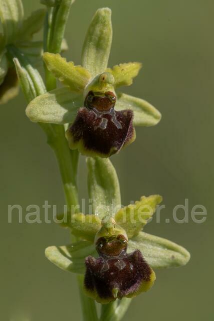 W18027 Ophrys ausonia - Peter Wächtershäuser