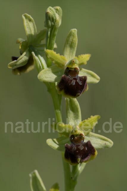 W18028 Ophrys ausonia - Peter Wächtershäuser